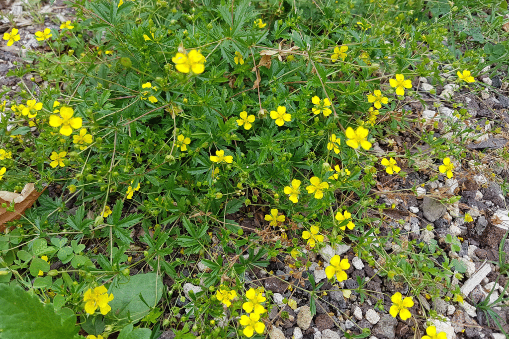 Blutwurz gelbe Blumen in natürlicher Umgebung